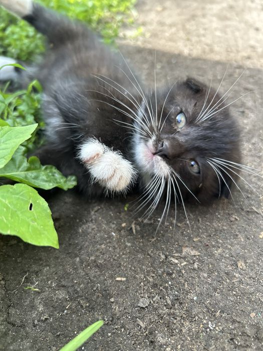Віддам котенят в хороші руки