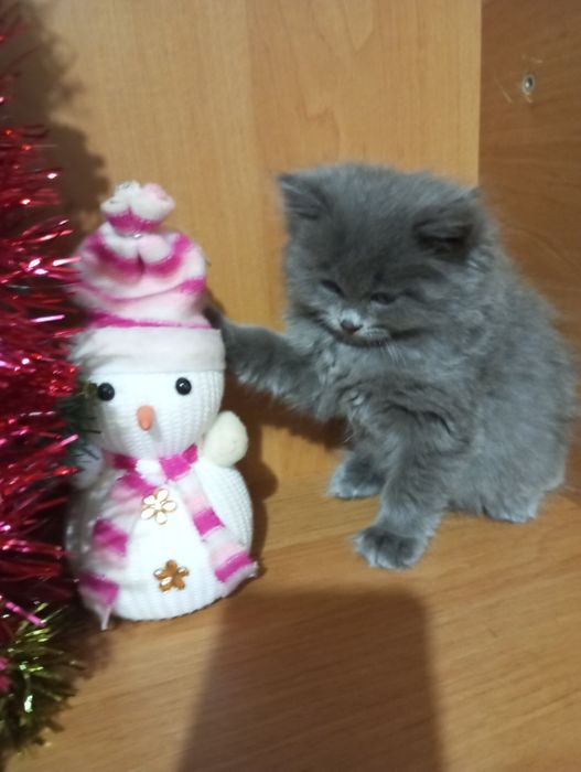 Британські чистокровні котята