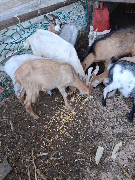 Cabras cheias anãs