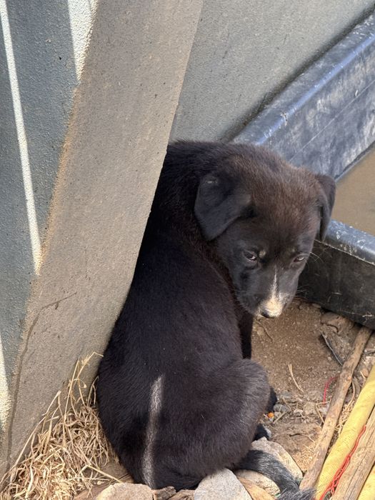2 cadelas de 3 meses
