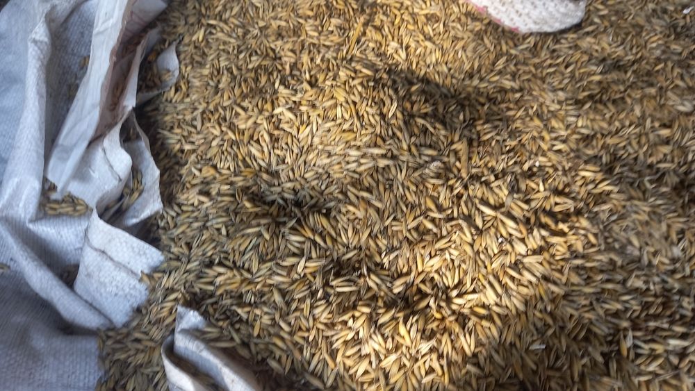 Owies . Zamienik pelletu