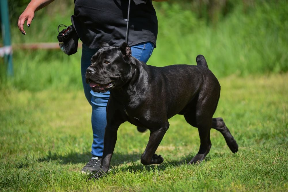 В'язка Кане-Корсо