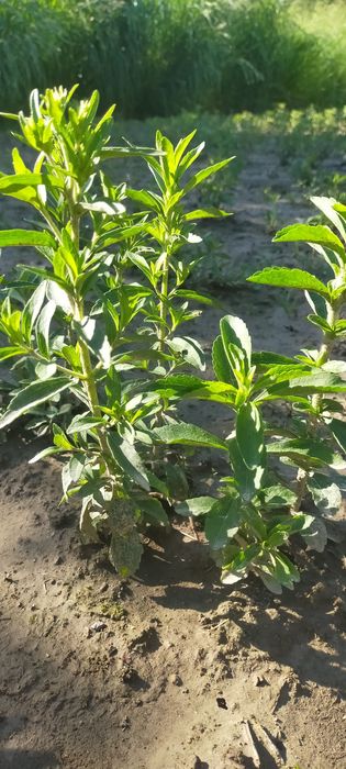 Рослина СТЕВІЯ ...