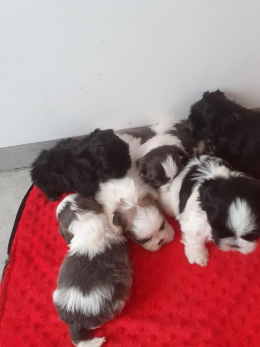 Shih tzu maluszki