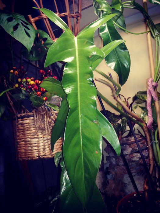 Philodendron Jerry Horne RZADKOŚĆ Filodendron Monstera kolekcjonerski