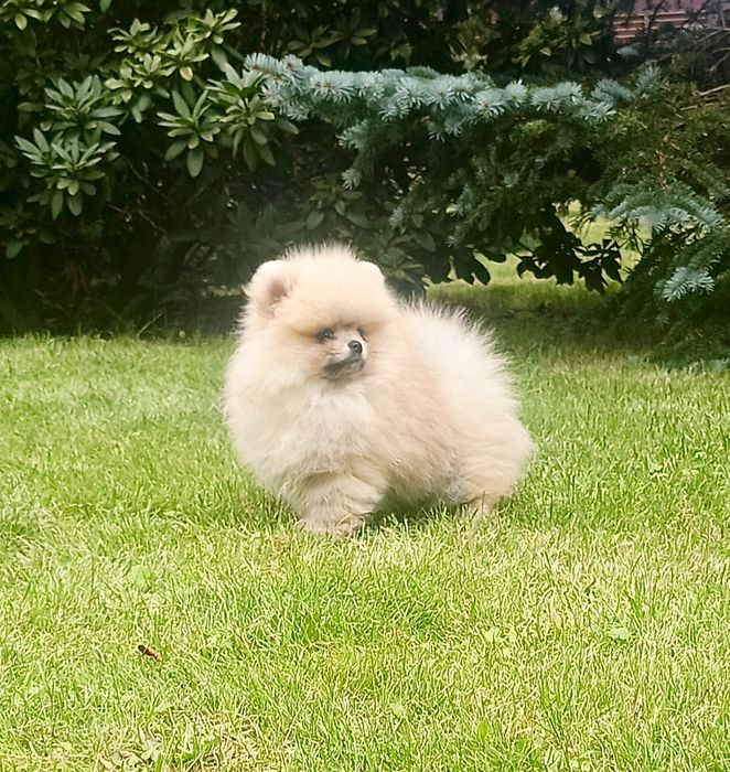 Pomeranian sliczny misiu xs