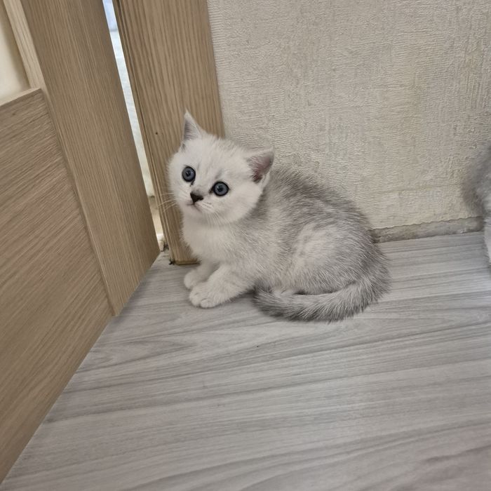 Шотландские котята серебристая шиншилла