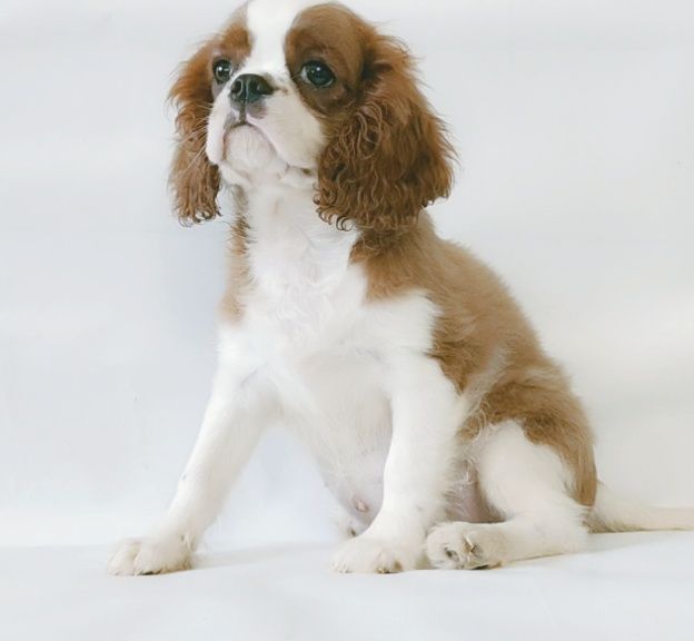 Есть выбор. Кавалер Кинг Чарльз спаниель.