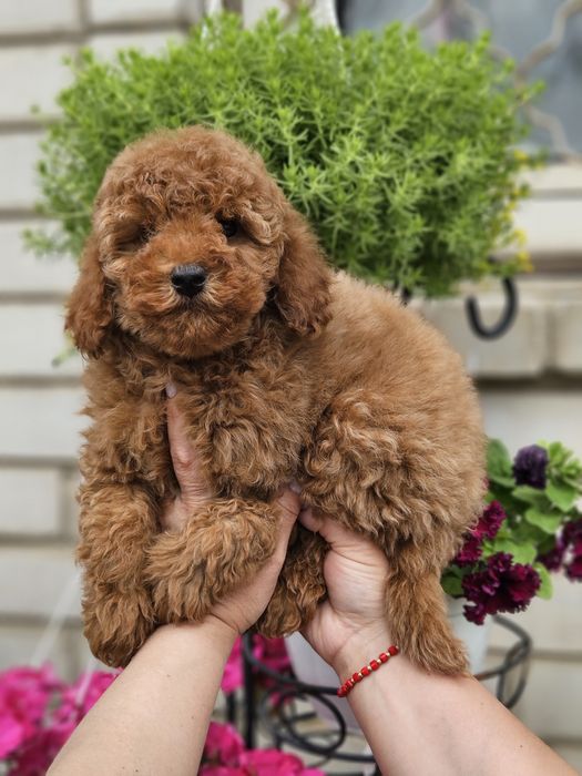 Мальчики мальтипу абрикос и ред браун