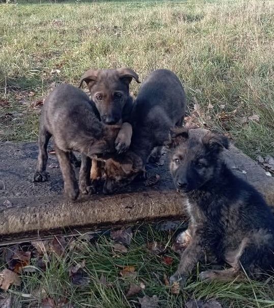 Терміново ПОТРІБНІ родини! Благаємо!