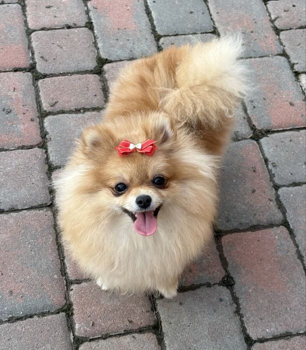 Померанська зіронька