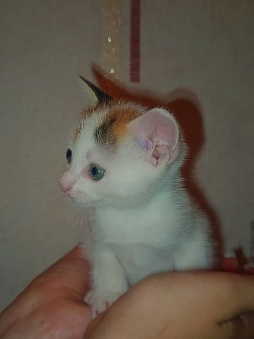 Безкоштовно у добрі руки