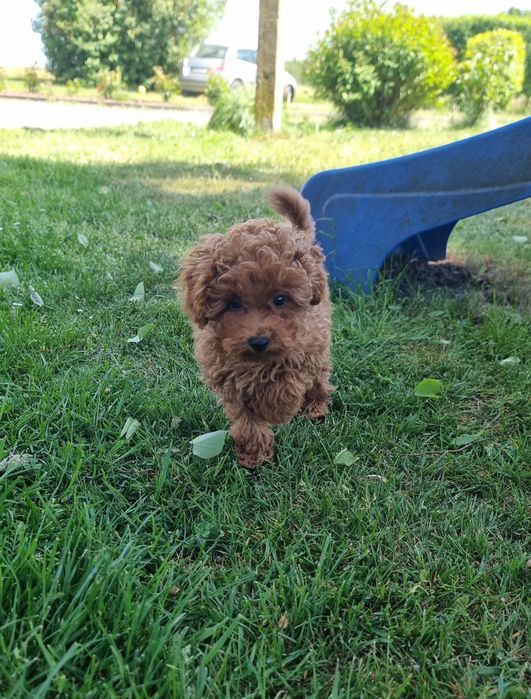 Pudel Toy piesek