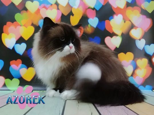 Strzyżenie czesanie kotów Fryzjer dla kota koci Katowice Chorzów Bytom