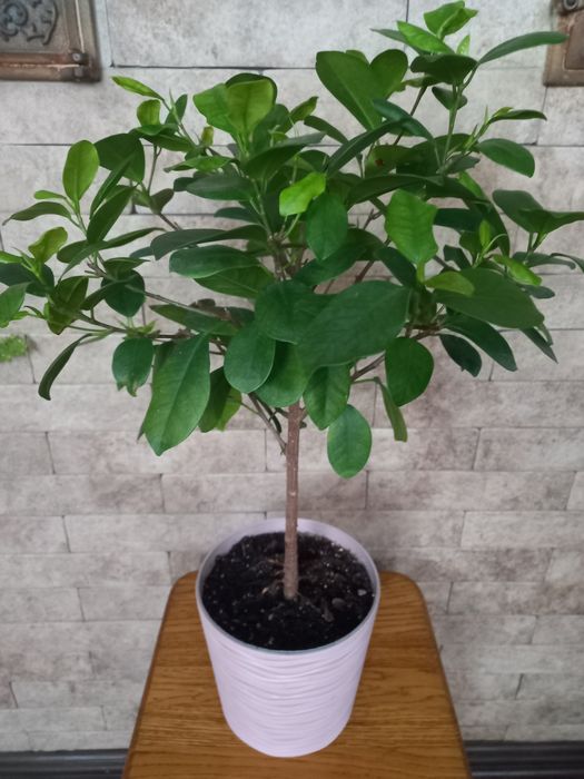 Фікус Моклейм , 55 см