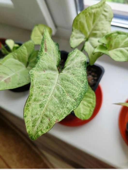 Сингоніум конфетті.