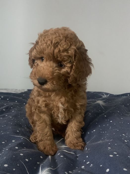 Хлопчики і дівчатка  той пуделятка