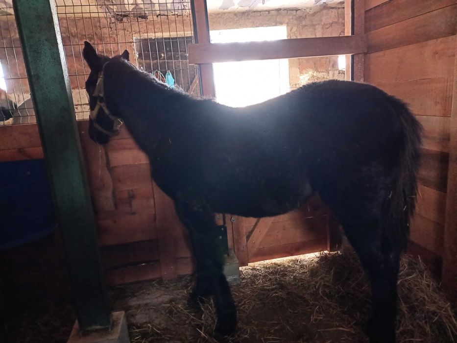 Młoda klacz do sportu