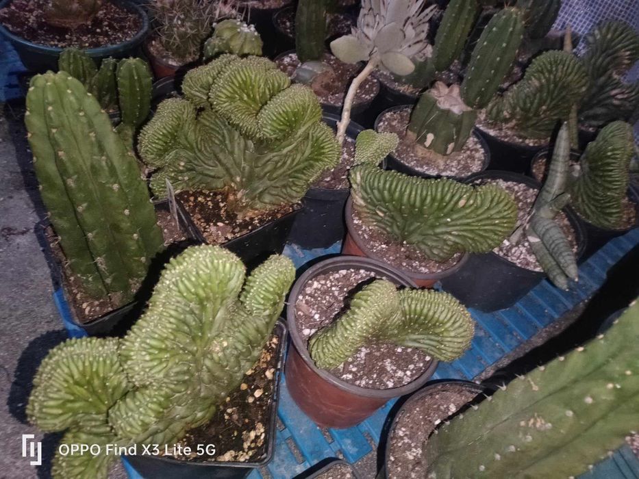 Cactos San Pedro. "cristata" cactos sagrados/sacred cactus)