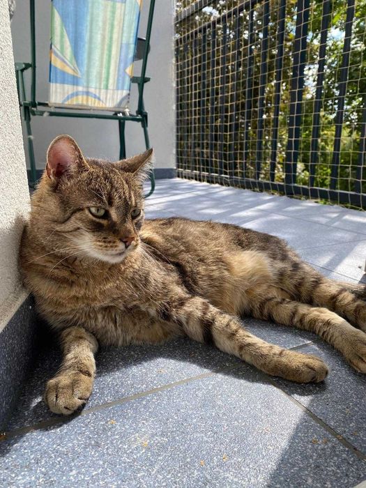 IGNAŚ - 6-letni kocur FIV+ kochany miziak do adopcji!