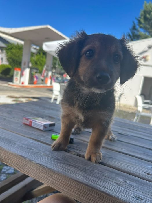 Duas manas bebés e lindas à procura de um lar definitivo!