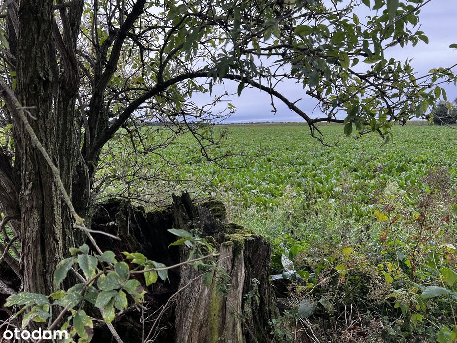 1h grunt pod zabudowę rezydencjonalną Wielkopolski Park Narodowy