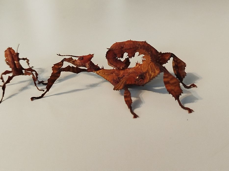 Straszyki australijskie
