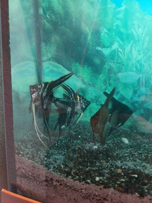 Sprzedam akwarium 140 litrów