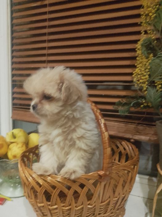 Продам шикарную девочку