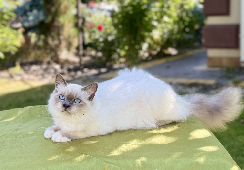 Кошеня Священної Бірми родовід FIFe