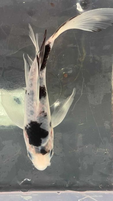 **SUPER PROMOÇÂO** Carpa Koi Véu 15/20cm