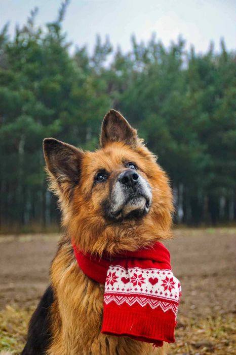 BOHUN owczarek niemiecki po śmierci pana szuka nowego domu
