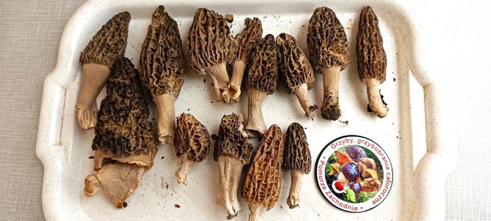 Smardz stożkowaty Rarytas