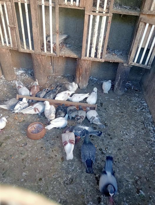 Pombos Correios em Braga