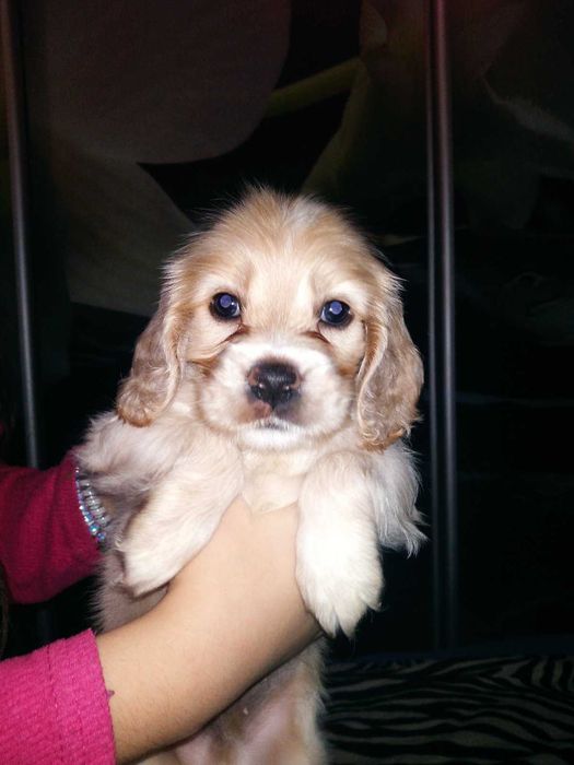 Американський кокер спаніель