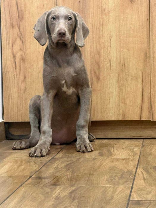 Wyżeł Weimarski pies