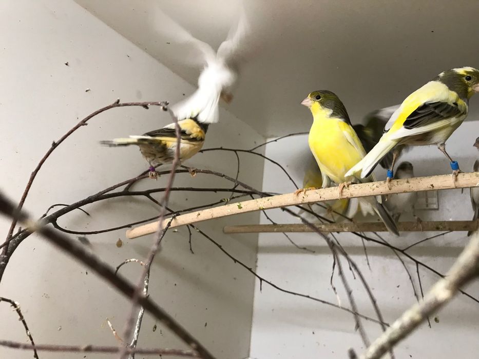 Sprzedam kanarki timbradory