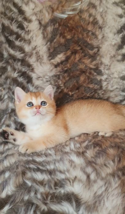 Малышка в ожидании семьи