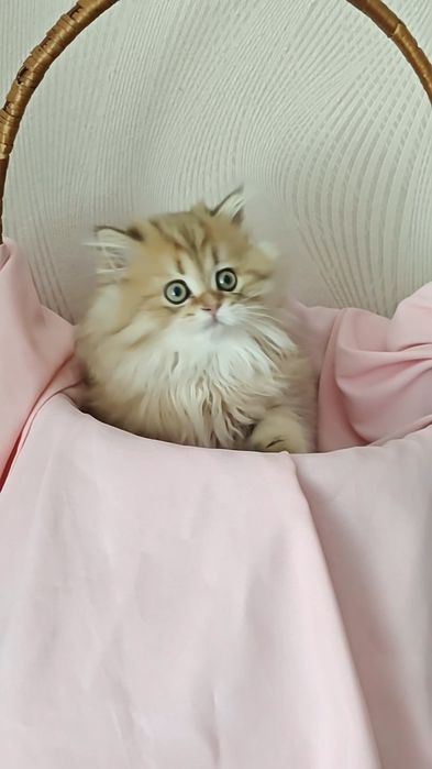 Чистокровний хлопчик золота шиншила ny 11