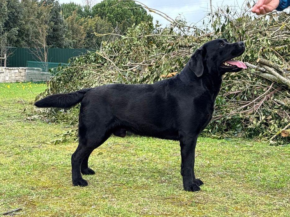 Labrador Retriever