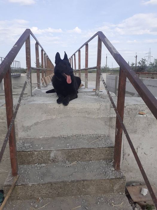 Продам щенков немецкой овчарки