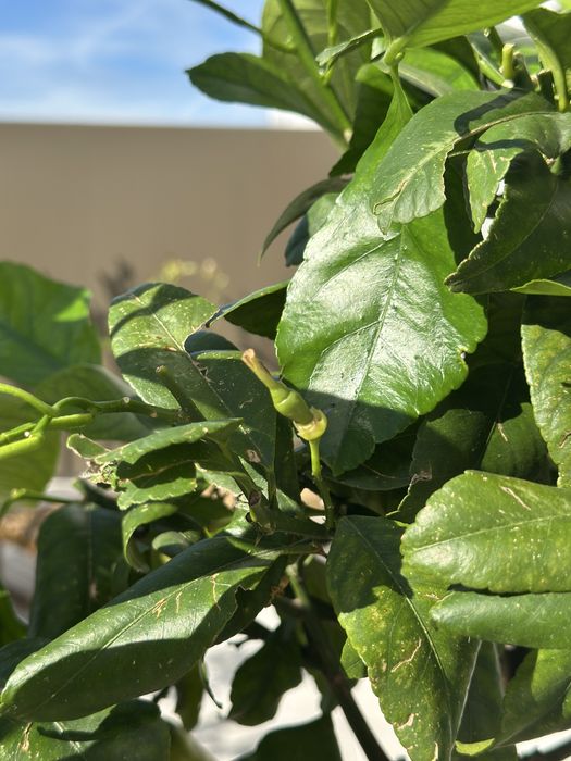 Limoeiros anões com fruto