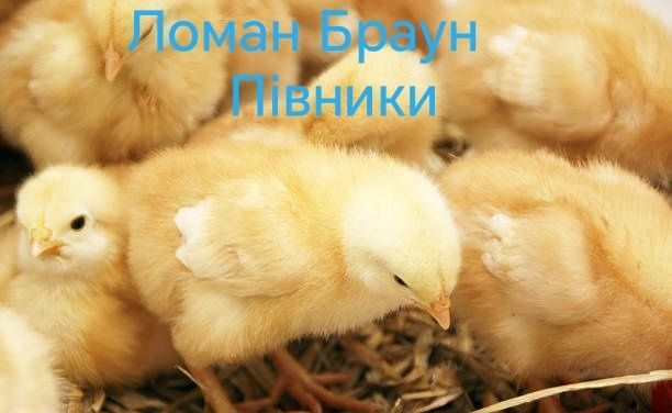 Когутики Півники Півні Птиця Курчата Кури Несушка ДОБОВА Доставка