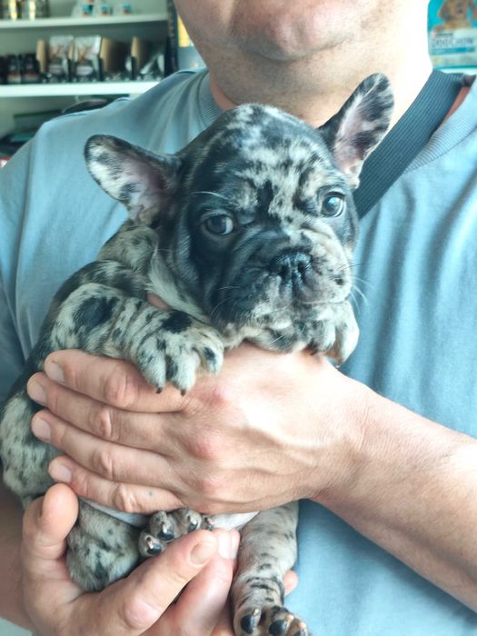 Buldogue Francês macho Merle