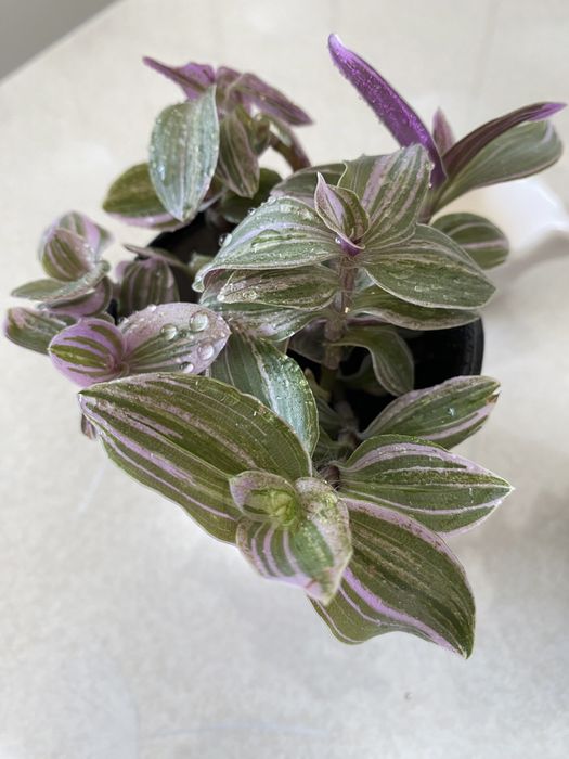 Традесканція 10 сортів традесканция