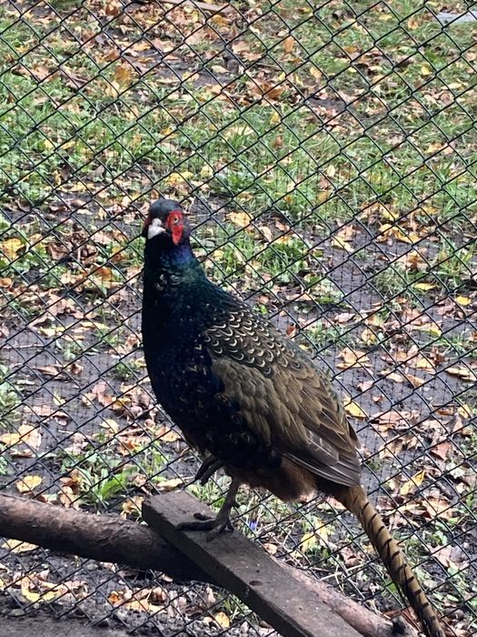 Фазани-когути