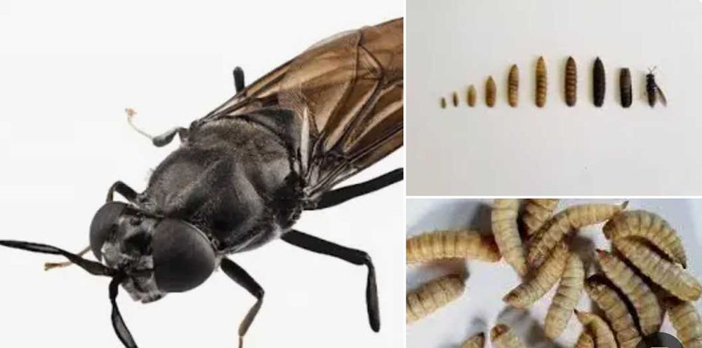 Черная львинка BSFL, яйца, личинки, живой корм