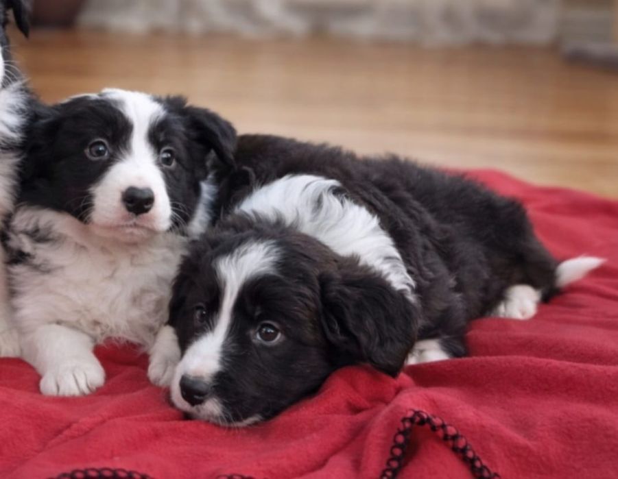 Border Collie piesek