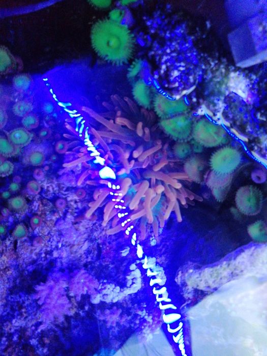 Anémona bubble quadricolor