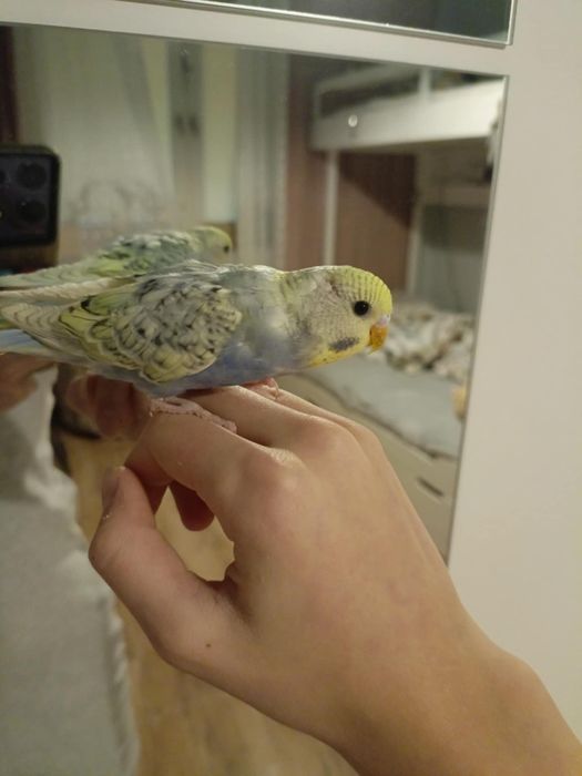 Papuga Falista młoda